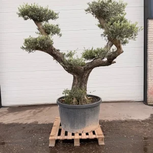 Olivtre (Olea Europaea), 220–225 cm, stammeomkrets: 90 cm